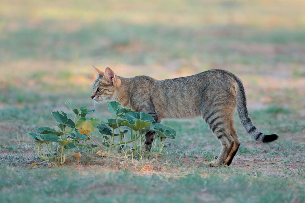 Feral Cat Control