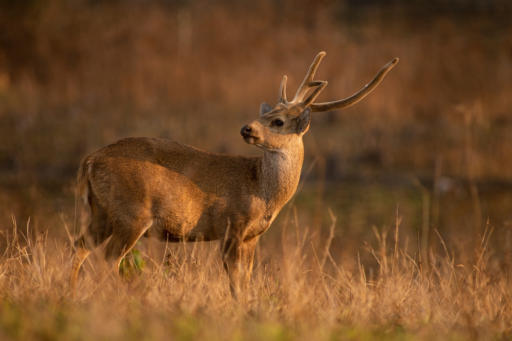Feral Deer Control