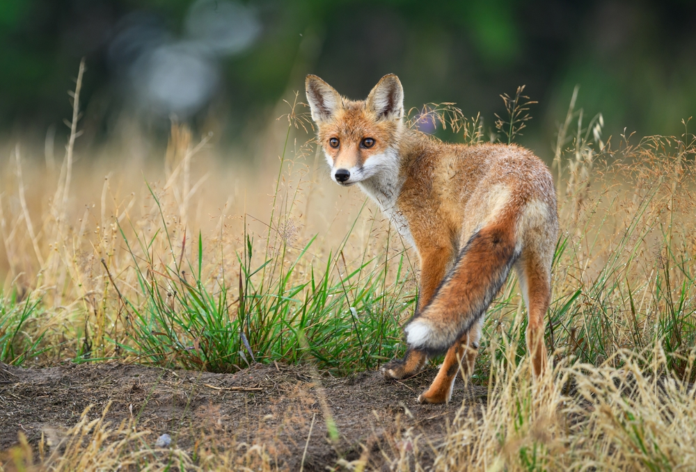 Feral Fox