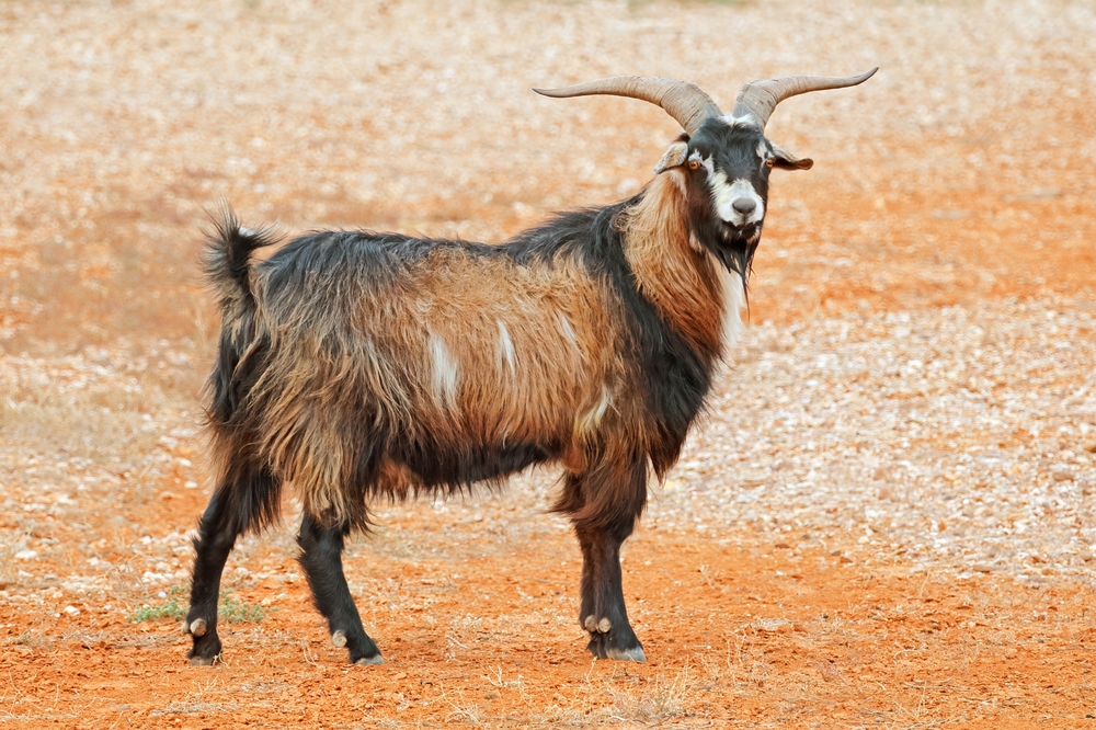 Feral Goat Control