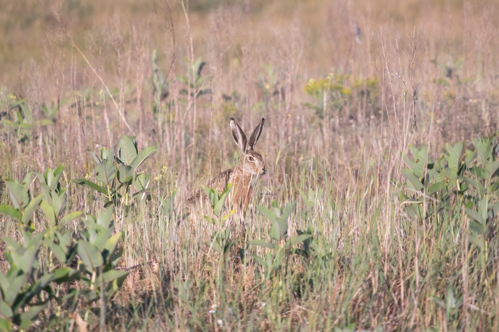 Feral Rabbit Control