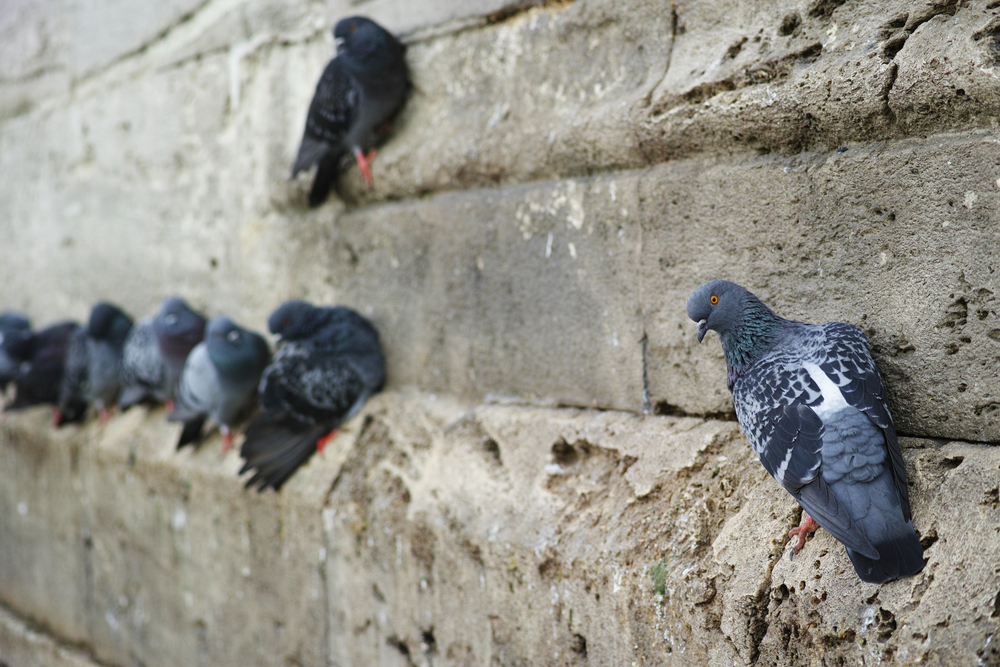 Bird Control