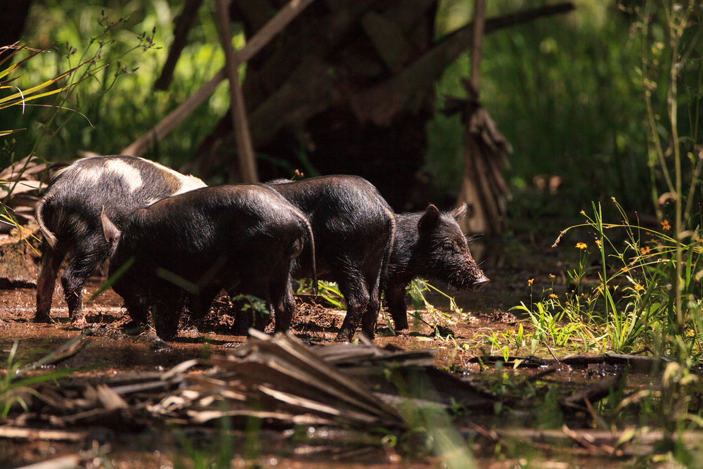 Feral Pig Control